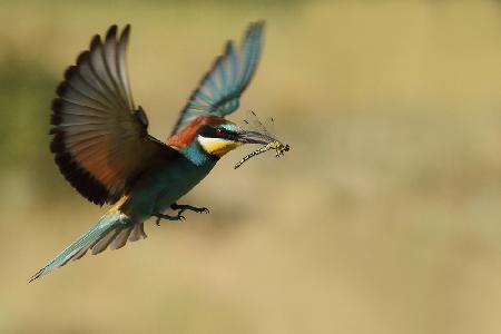 Dragonfly and bee-eater