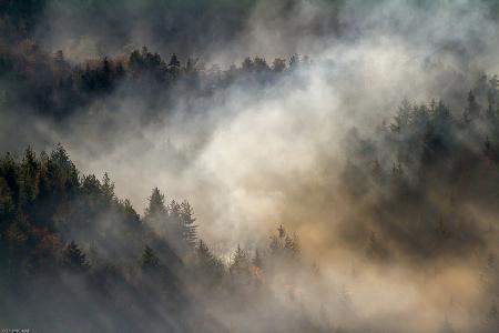 Misty forest ...