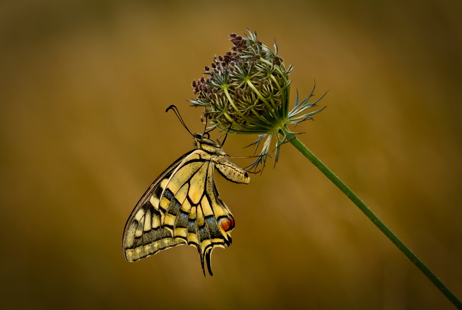 Swallowtail von Barré Thierry