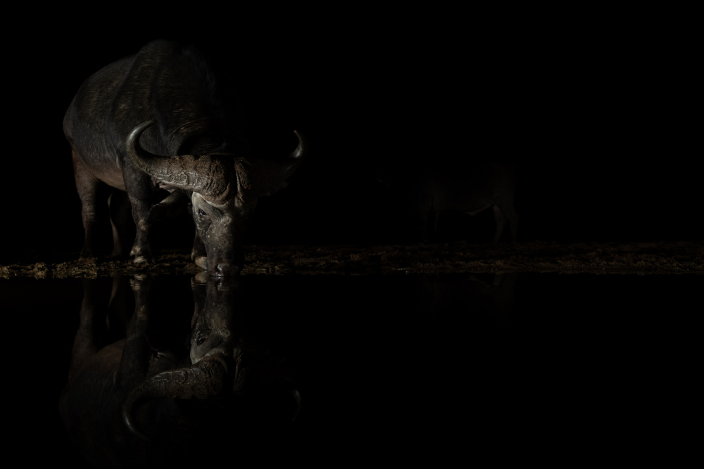 Buffalo I von Bart Michiels