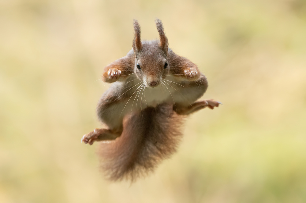 Squirrel ninja von Bart Michiels