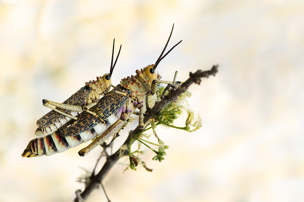 grasshoppers mating von Bart Michiels