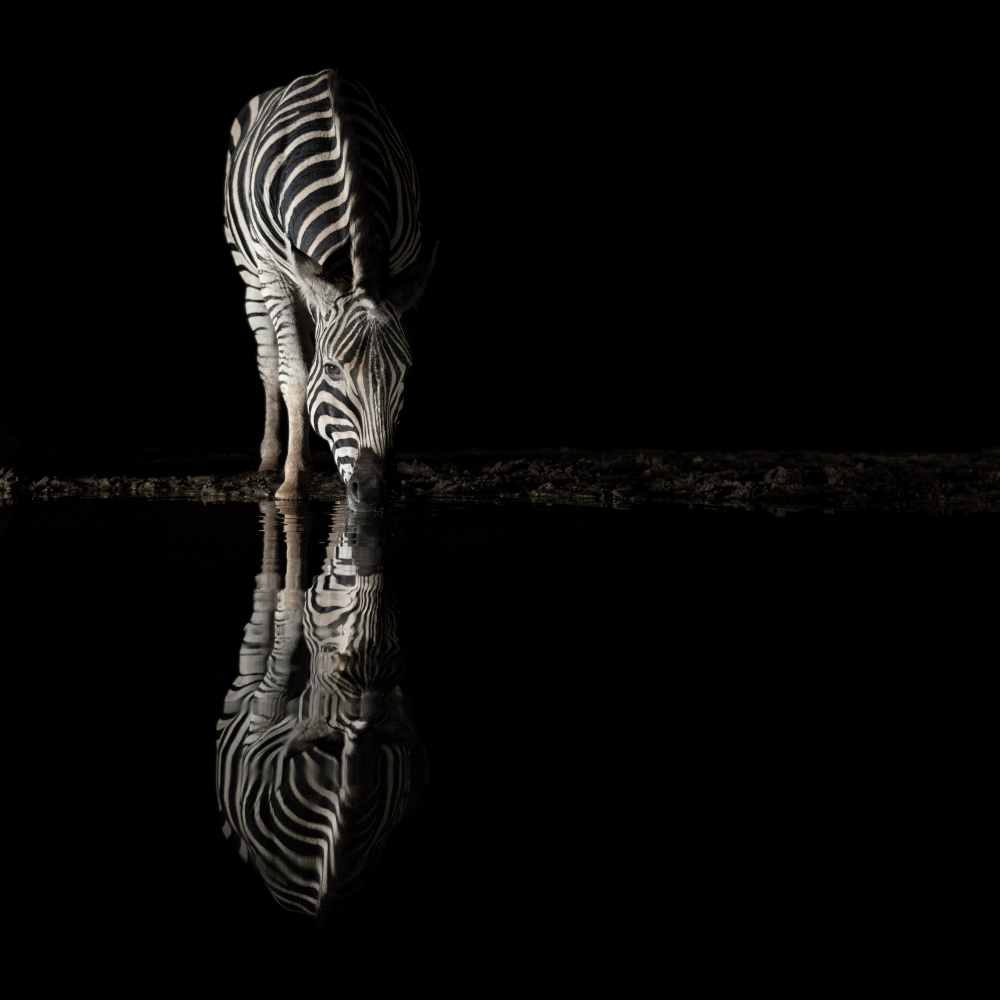 Drinking Zebra von Bart Michiels