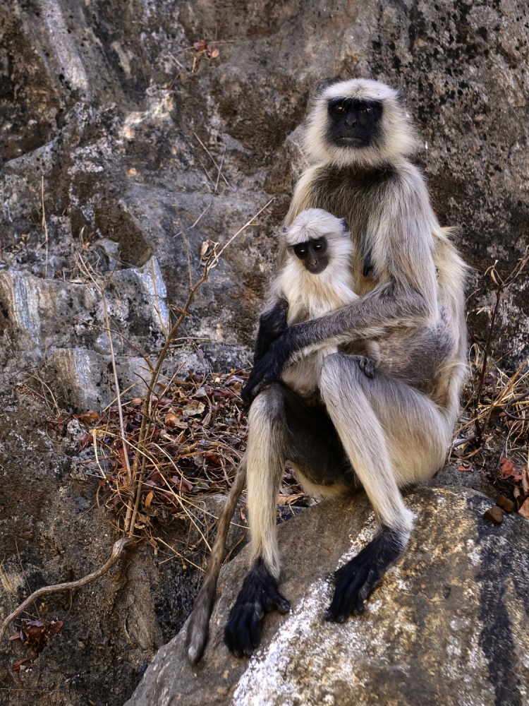 Monkey Motherhood von Basem Al-Qasim