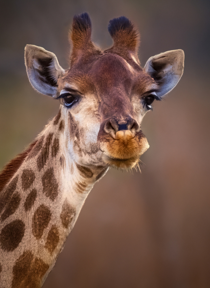 Giraffe von Bassant Meligy