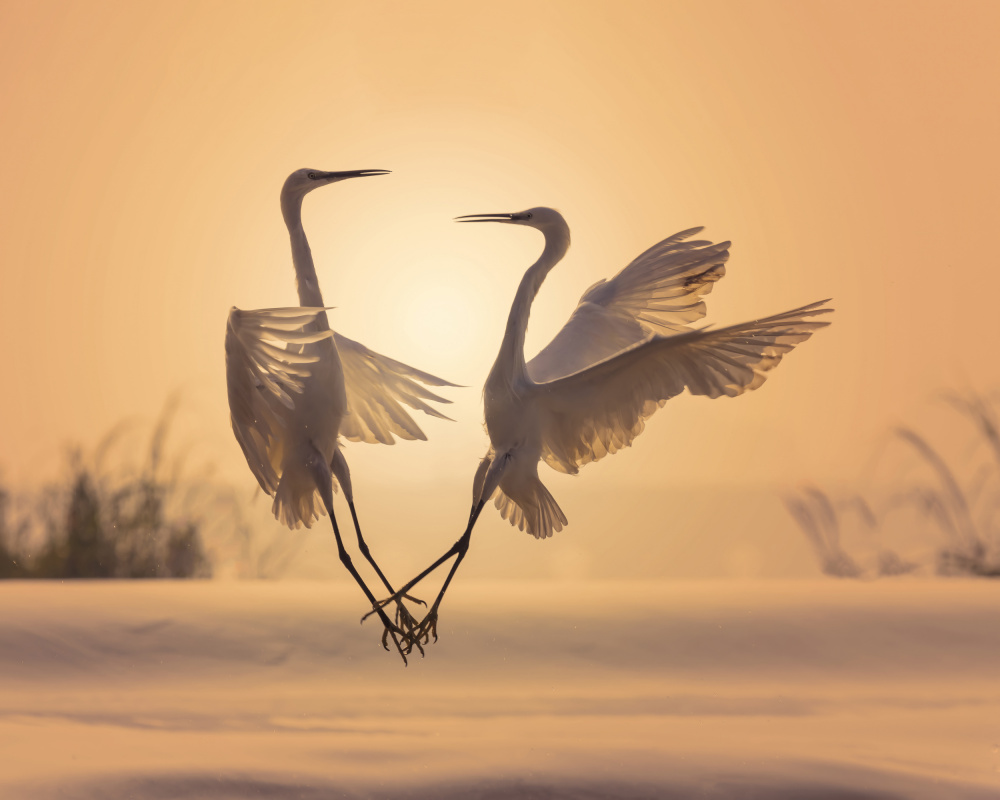 Egrets in sunset von Bassant Meligy