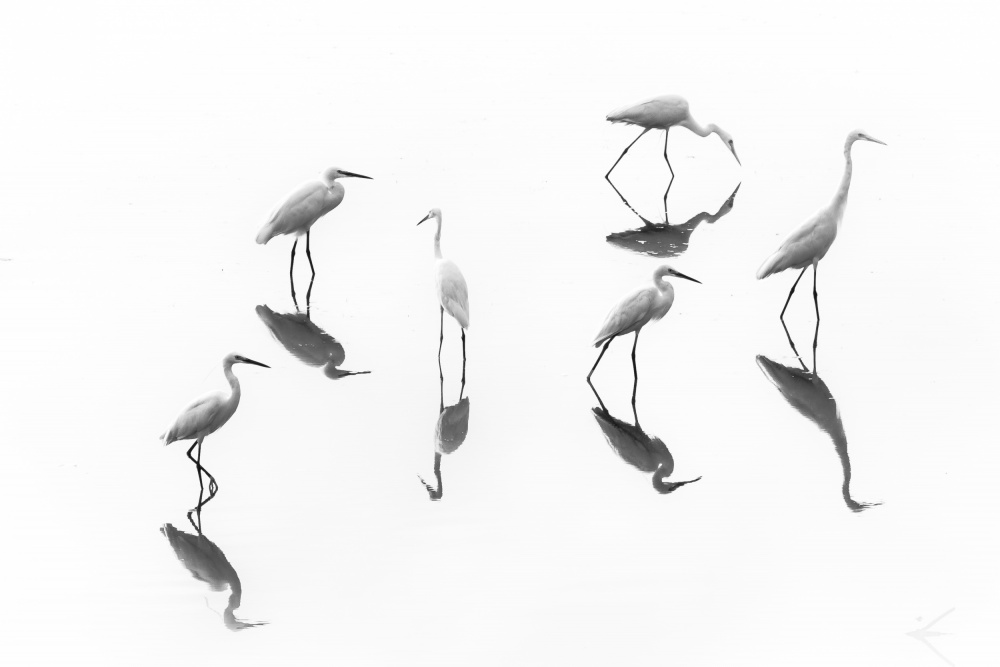 reflections _ Array of Egrets von B.Balaji