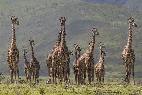 Giraffenfamilie