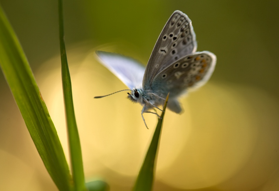 Butterfly von Bee Thalin