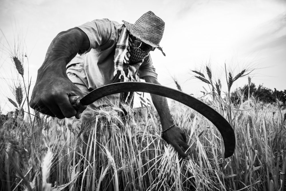 harvest season von Belhachemi Sidahmed