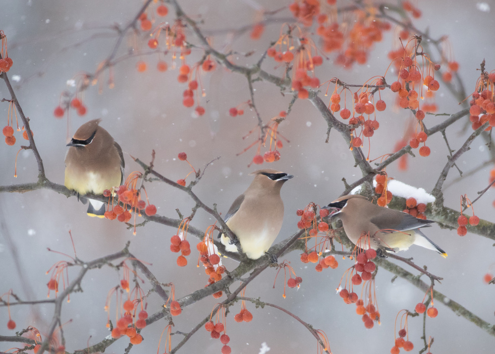 Snow, Bird and Tree von Ben Li