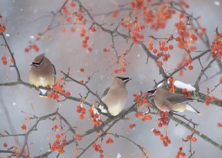 Snow, Bird and Tree