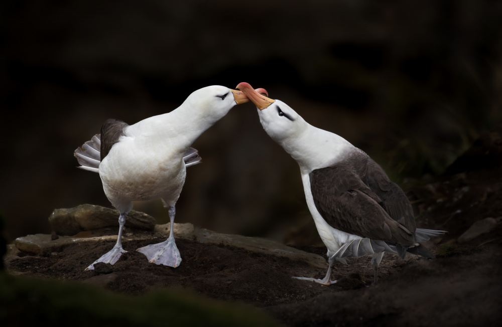 Love Birds von Benjamin M. Li