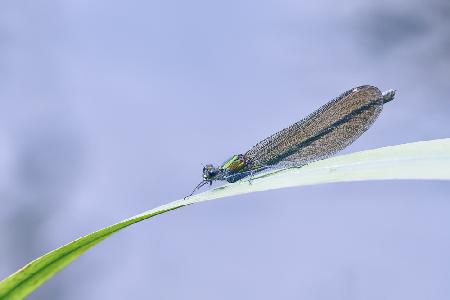 Lace wings