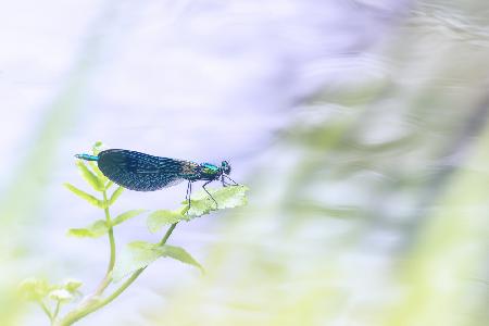 surf a leaf