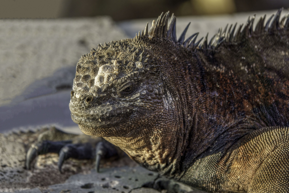 Marine iguana - Galapagos von Benny Gross