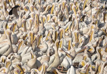 Pelican conference