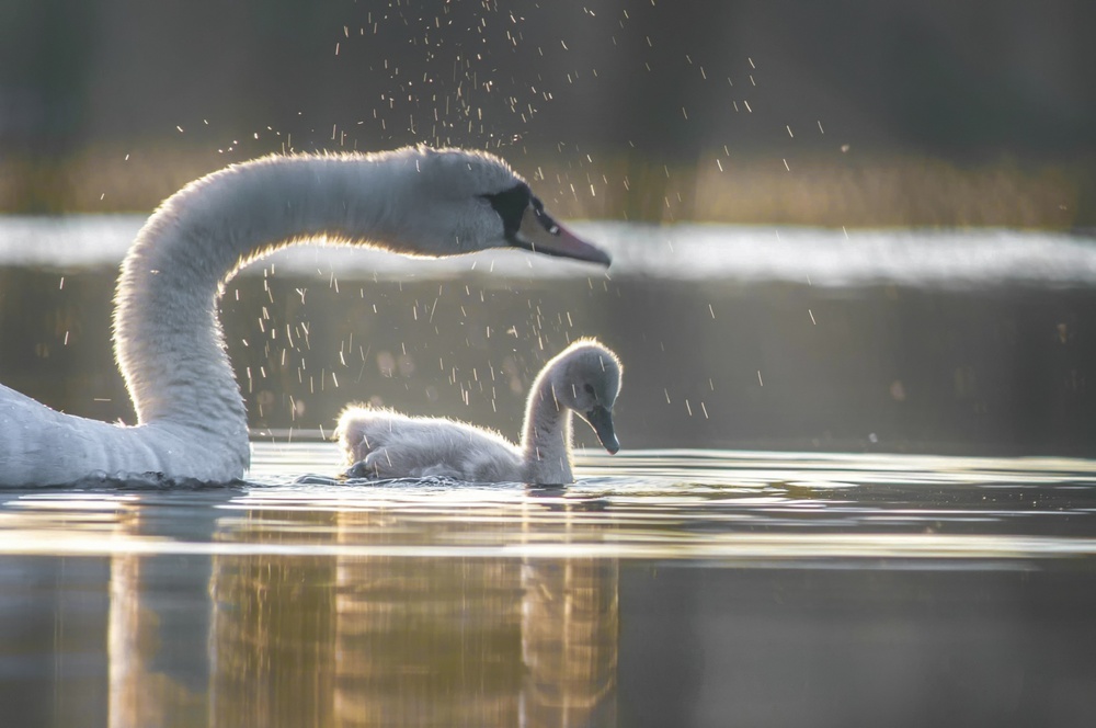 Shake off von Benny Pettersson