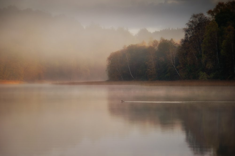 The mornings first swim turn von Benny Pettersson