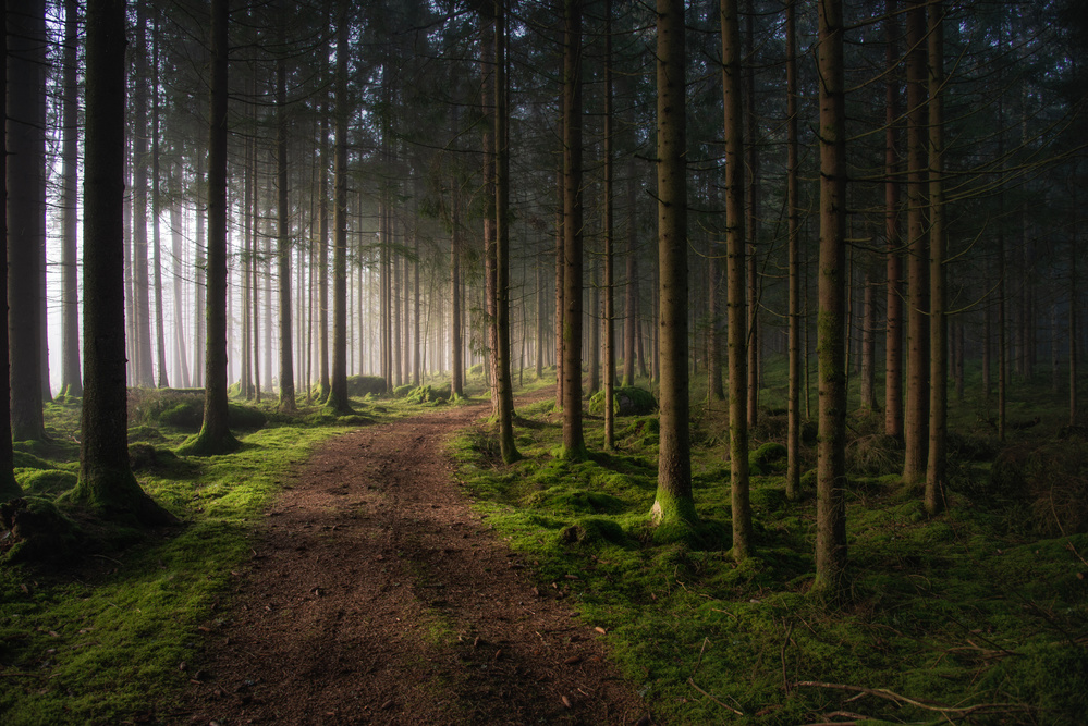 The forest von Benny Pettersson