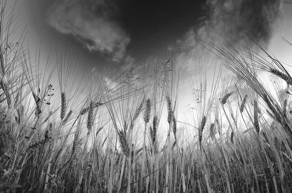 Grain von Benny Pettersson