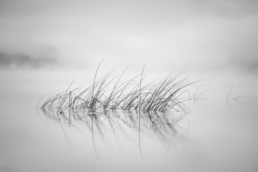 Reed in morning light von Benny Pettersson