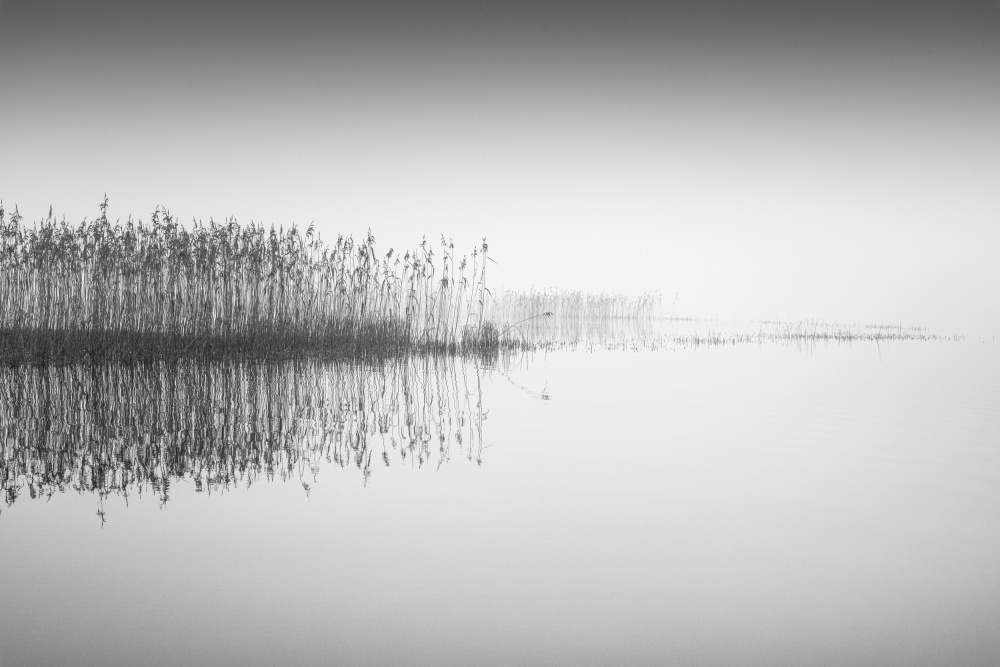 Reed in the mist von Benny Pettersson