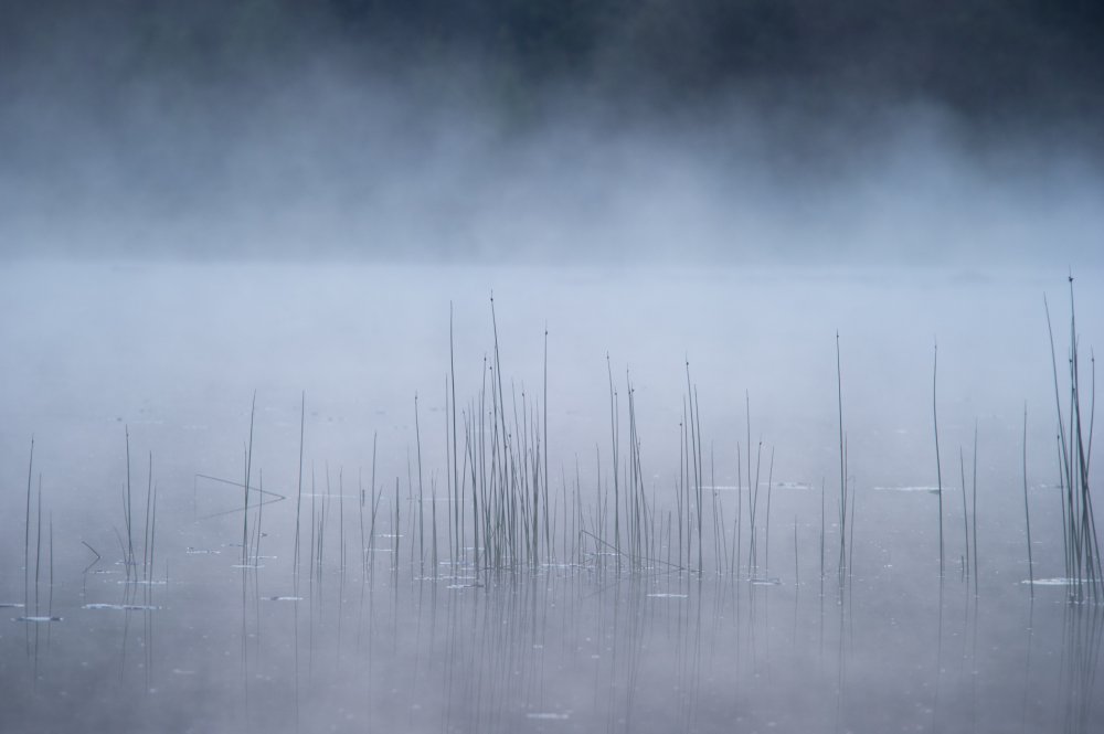 Reed and fog von Benny Pettersson