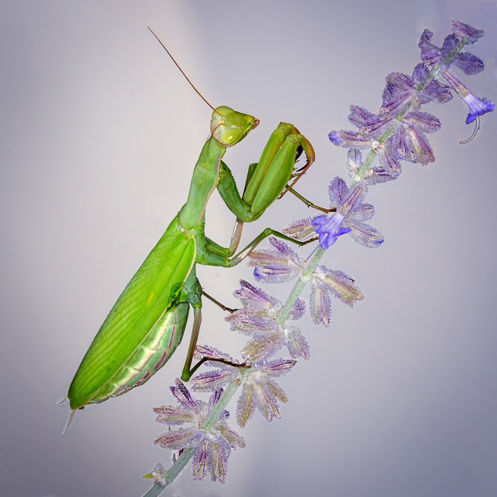 Praying Mantis on Russian Sage von Benton Murphy