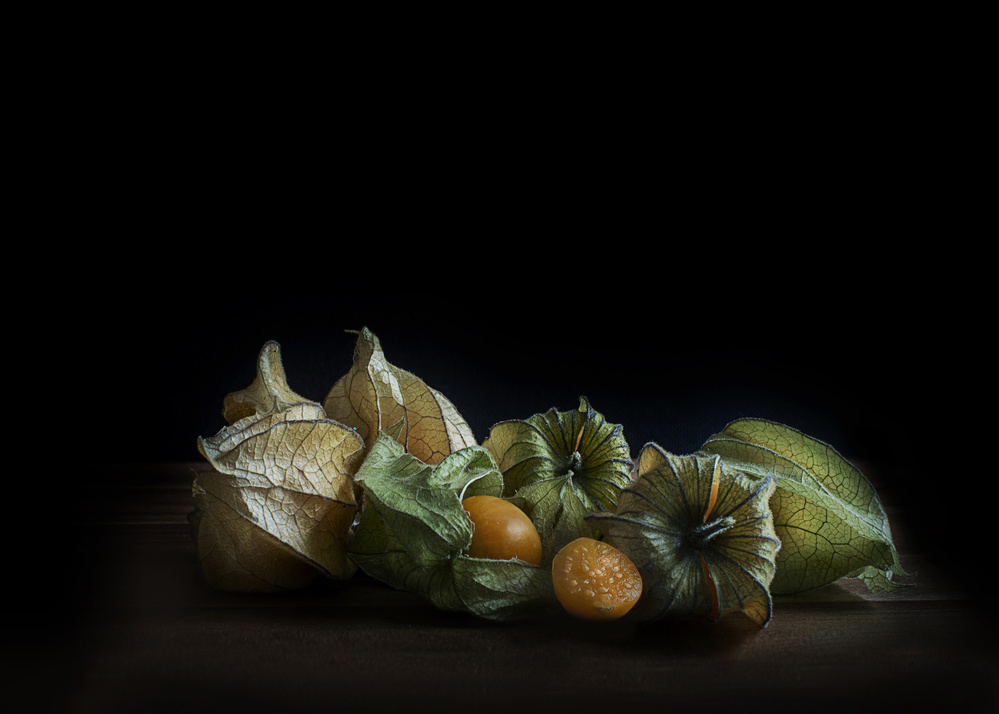 Physalis von Bernadette Heemskerk