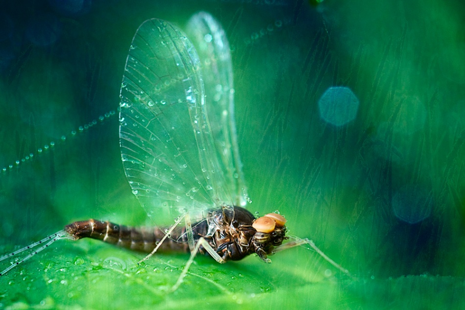 crippled may fly von Bernadette Heemskerk