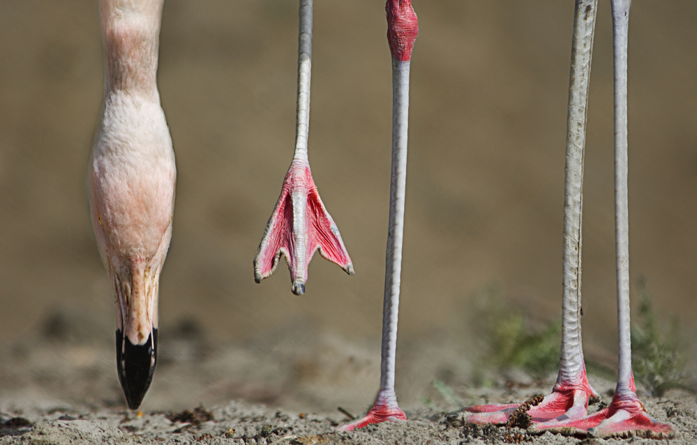 Whose legs von Bernadette Heemskerk