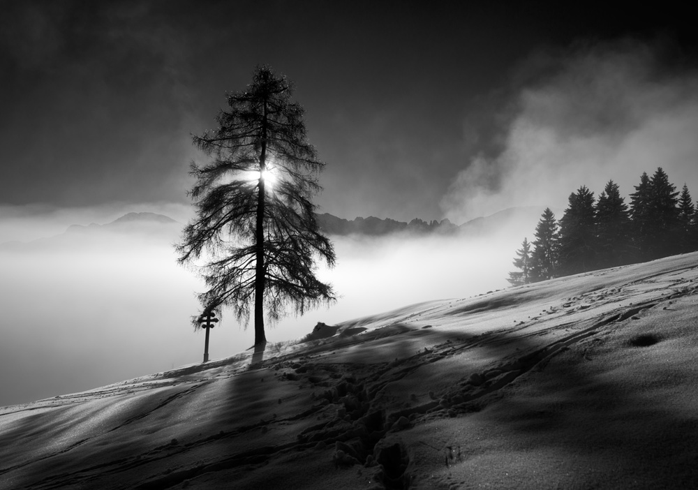 larch von Bernd Willinger