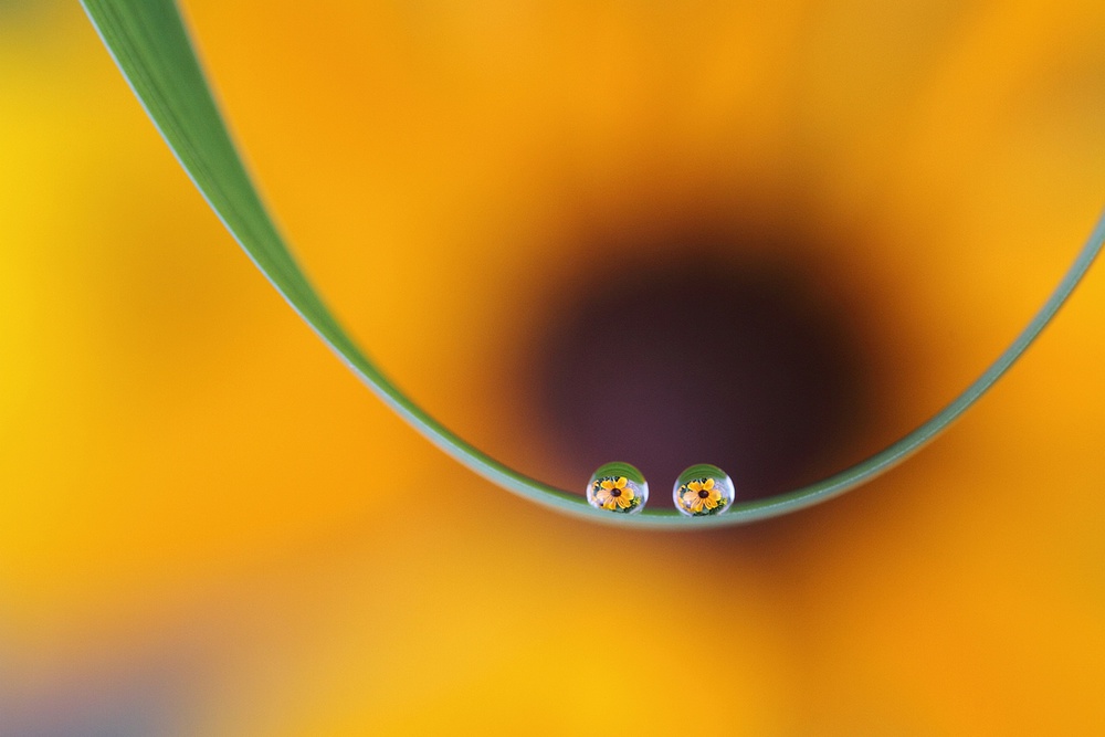 Eyes of flowers von bertrand kulik