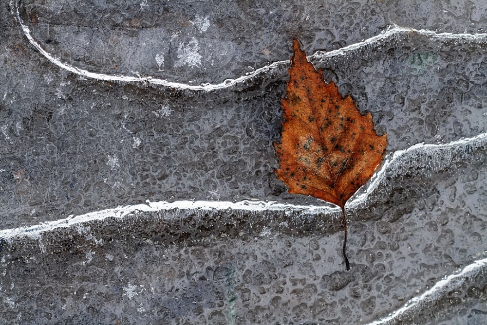 Frozen leaf von bertrand kulik