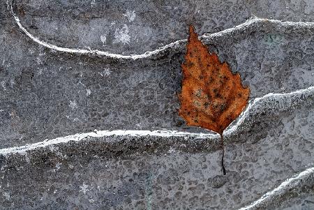 Frozen leaf