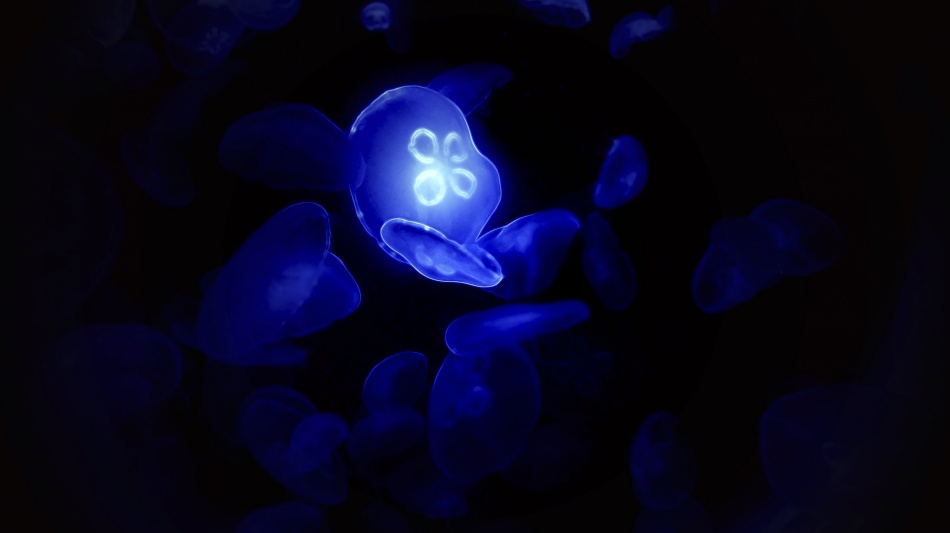 Blue Glowing jellyfish von Besnik Mehmeti