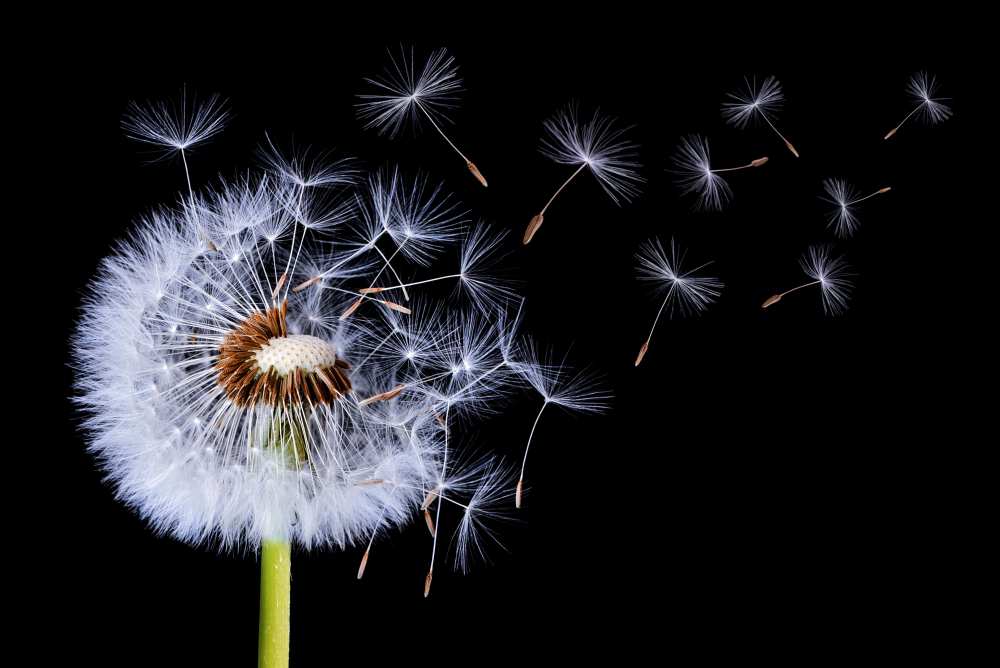 Dandelion Blowing von Bess Hamiti