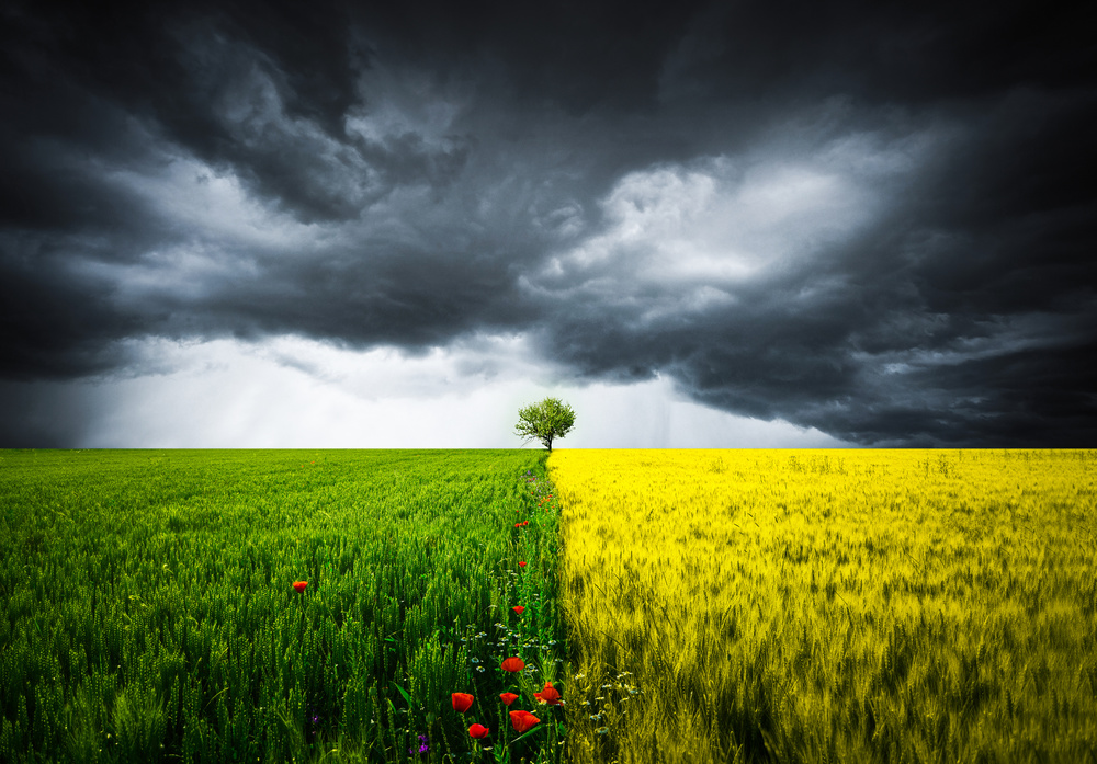 Lone tree von Bess Hamiti