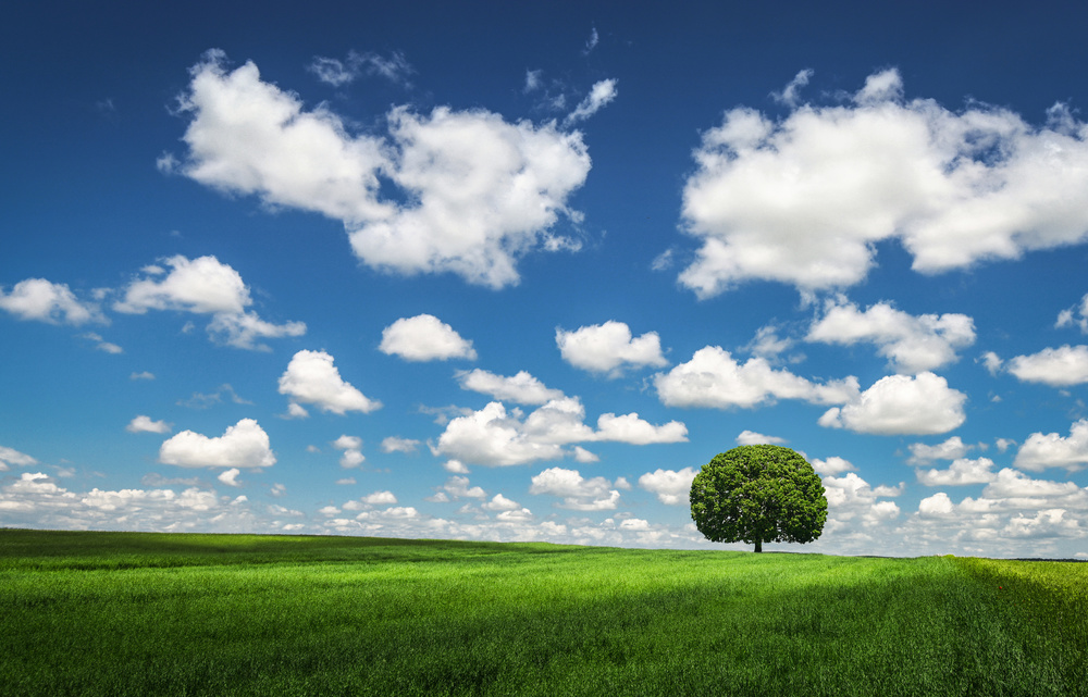 Lonely Tree von Bess Hamiti