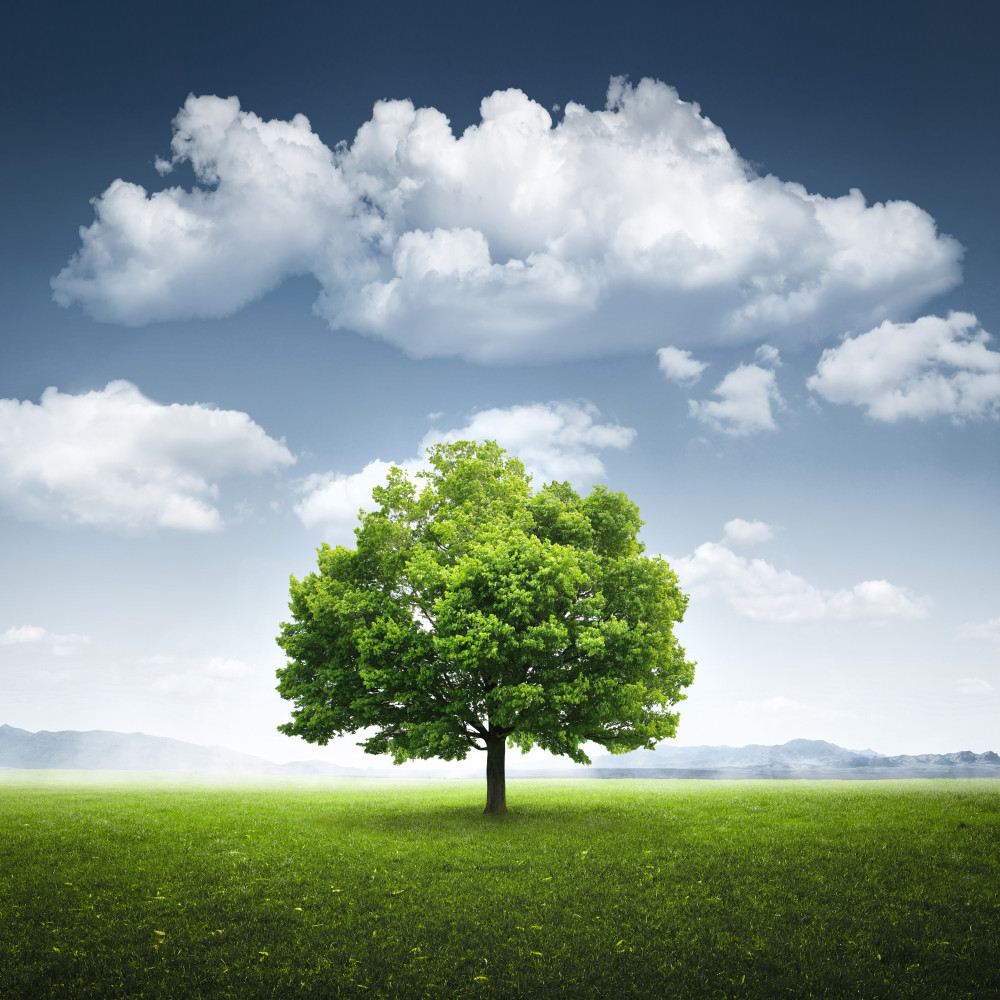 Lone tree von Bess Hamiti