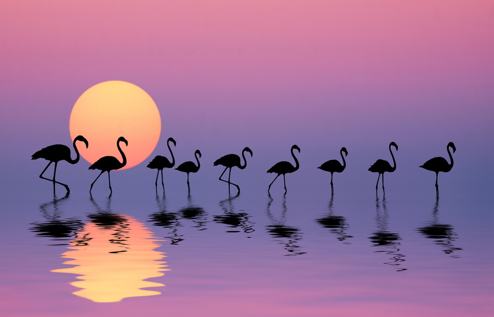 Family Flamingos von Bess Hamiti