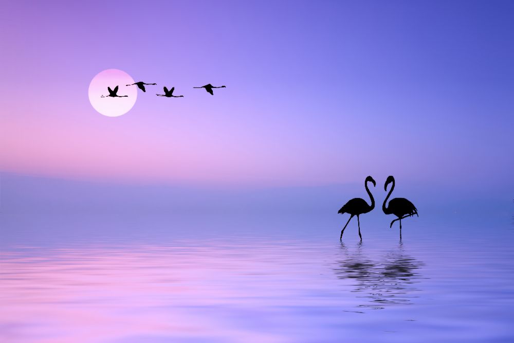 Fliegender Flamingo von Bess Hamiti