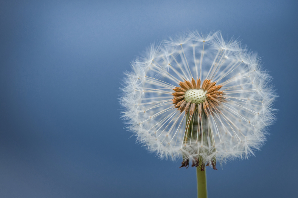 Dandelion von Bess Hamiti