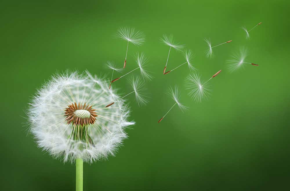 Löwenzahn weht von Bess Hamiti