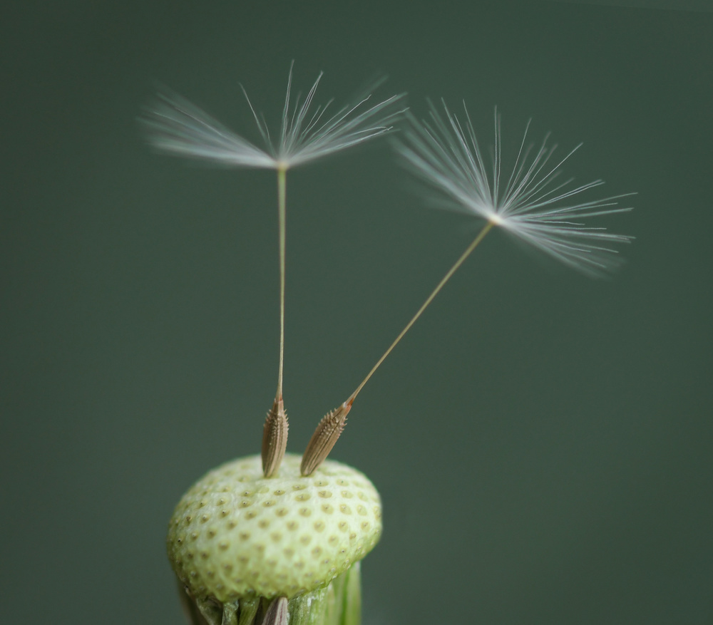 Dandelion Seed von Bess Hamiti