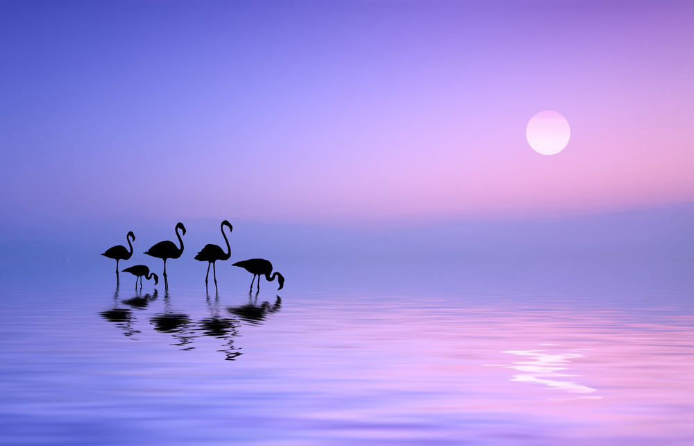 Morning Flamingo von Bess Hamiti