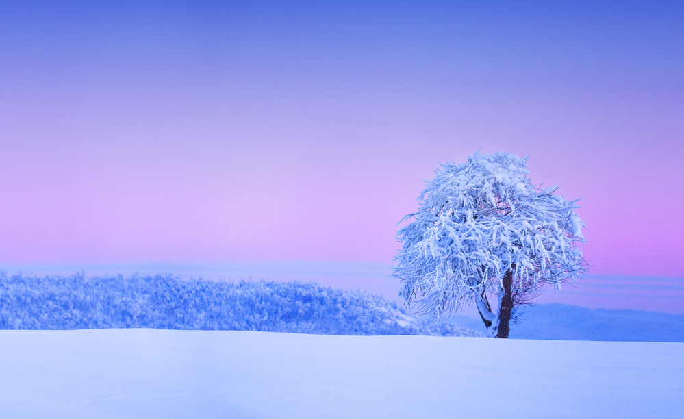 Winter tree von Bess Hamiti