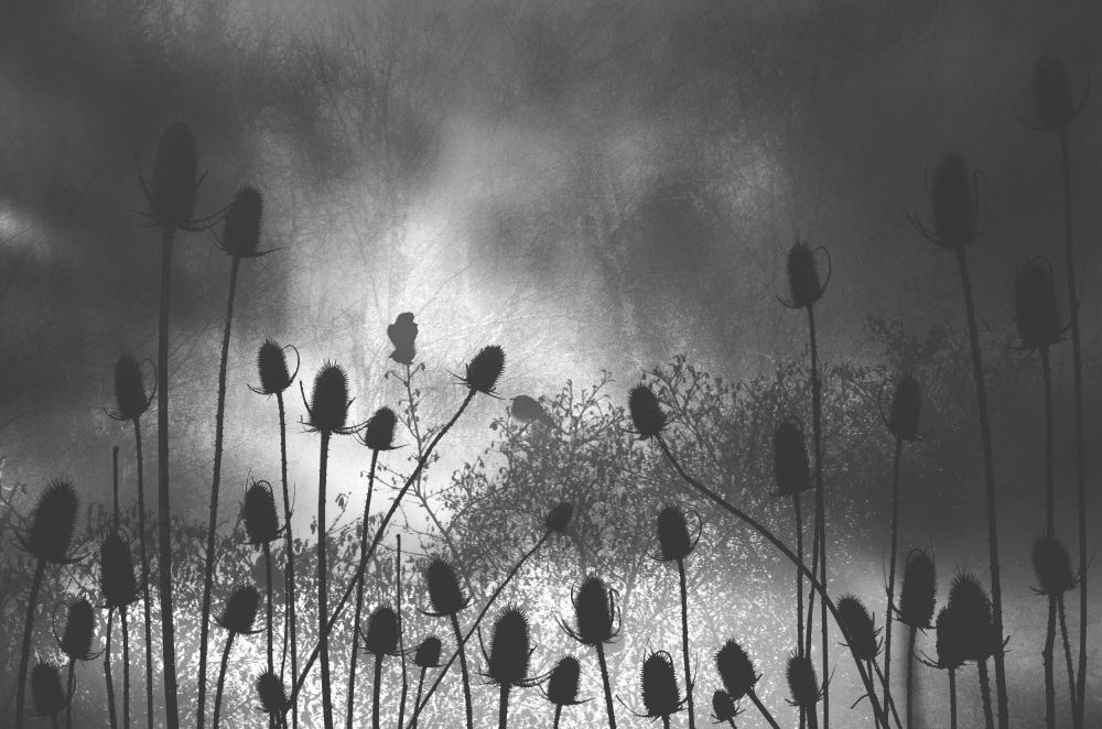 Thistle Finch von BethAnne Lutz