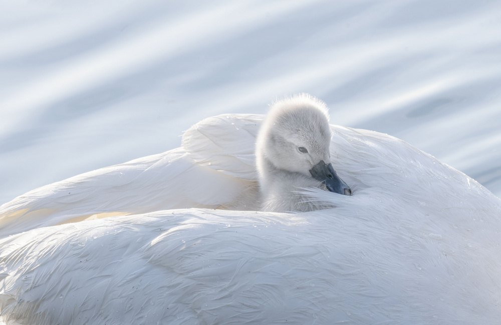 baby swan von Betty Liu